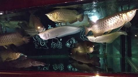 神明寄爐儀式 龍魚可以跟什麼魚混養